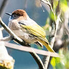 Bulbul de McClelland