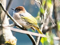 Bulbul de McClelland