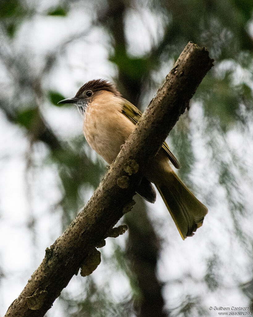 Mountain Bulbul, identification, aspect, pigmentation, walking