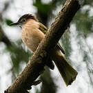 Bulbul de McClelland