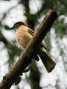 Mountain Bulbul