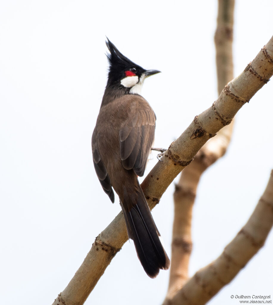 Bulbul orphée, identification, composition, pigmentation, marche