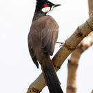 Bulbul orphée