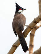 Red-whiskered Bulbul