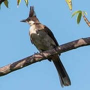 Red-whiskered Bulbul