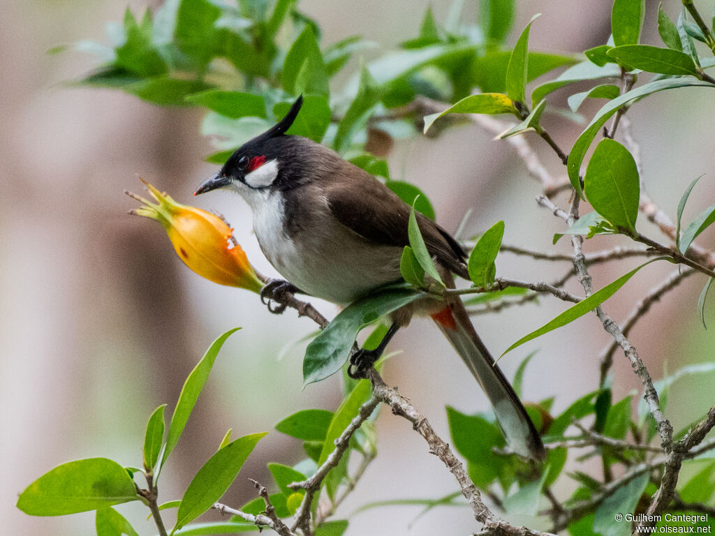 Bulbul orphée, identification, composition, pigmentation, marche, mange