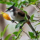 Bulbul orphée