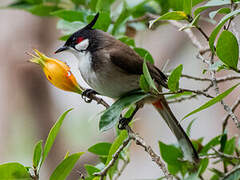 Red-whiskered Bulbul