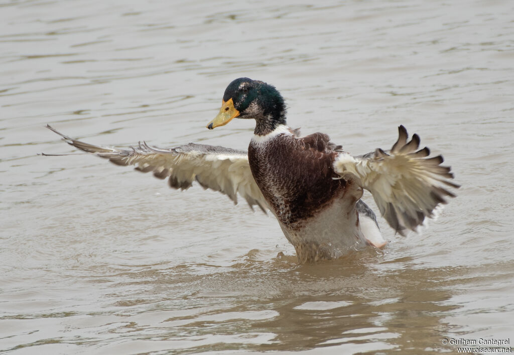 Mallard male, identification, aspect, pigmentation, swimming