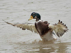 Canard colvert