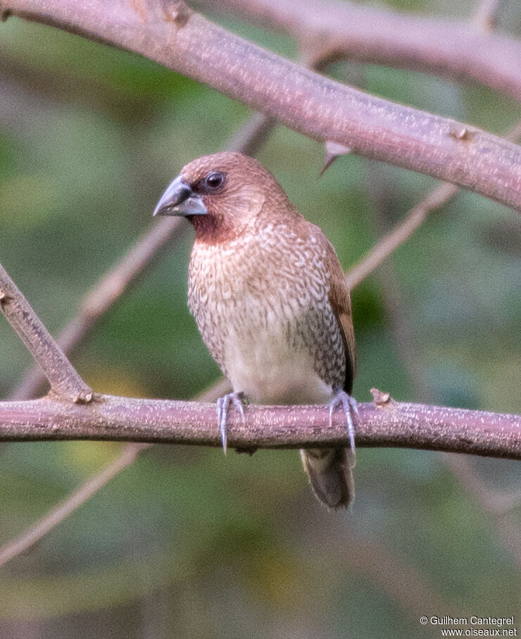 Scaly-breasted Munia, identification, aspect, pigmentation, walking