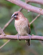 Scaly-breasted Munia