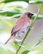 Scaly-breasted Munia