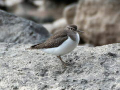 Common Sandpiper