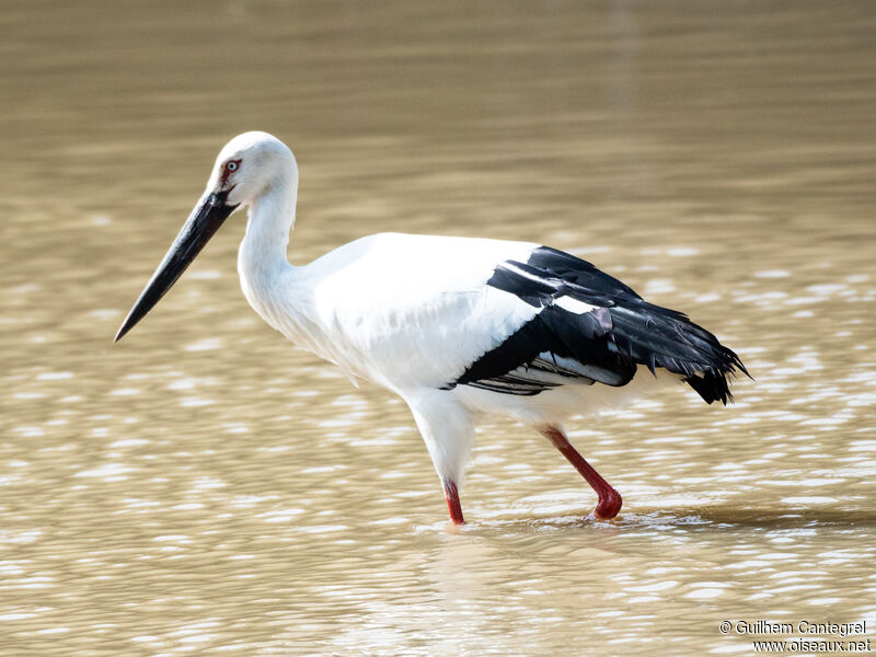Oriental Stork, identification, aspect, pigmentation, walking