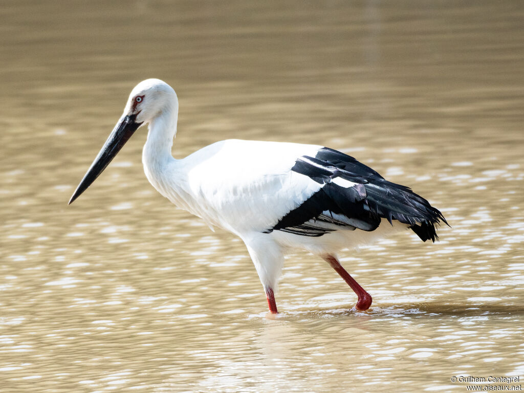 Oriental Stork, identification, aspect, pigmentation, walking