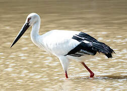 Oriental Stork