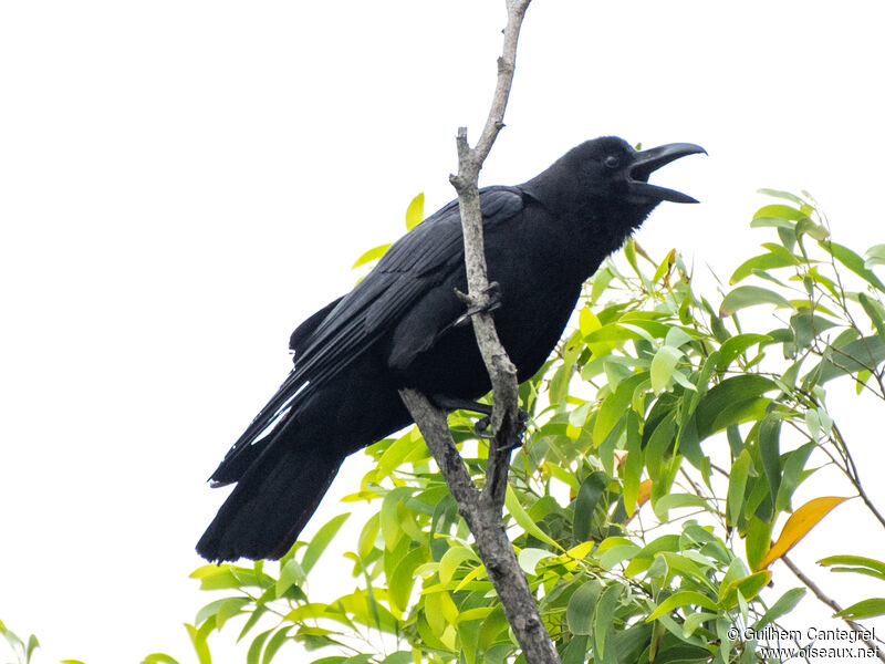 Large-billed Crow, identification, aspect, pigmentation, walking, song