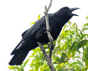 Corbeau à gros bec