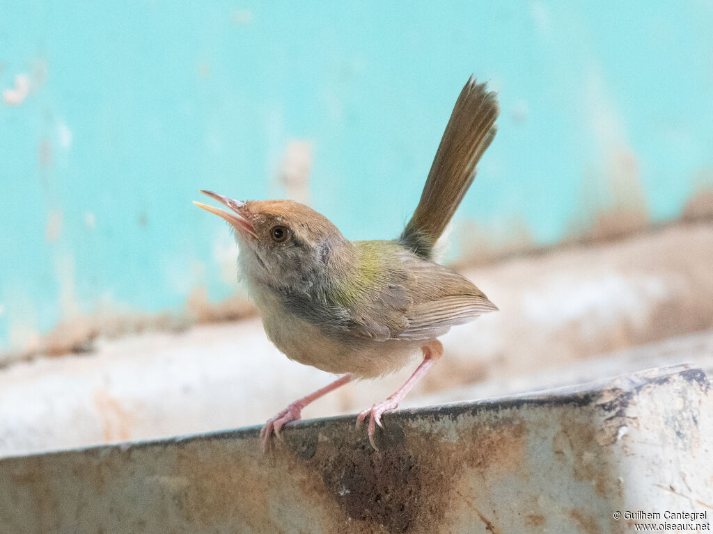 Common Tailorbirdadult, identification, aspect, pigmentation, walking