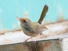 Common Tailorbird