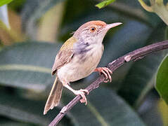 Common Tailorbird