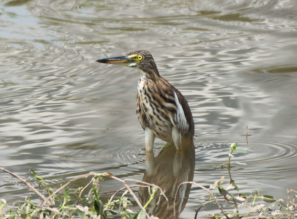 Chinese Pond Heron, close-up portrait, aspect, pigmentation, walking