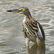 Chinese Pond Heron