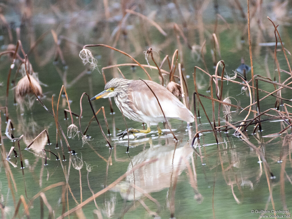 Crabier chinois, identification, composition, camouflage, pigmentation, marche