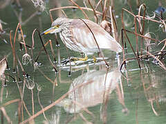 Chinese Pond Heron