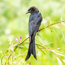 Drongo bronzé