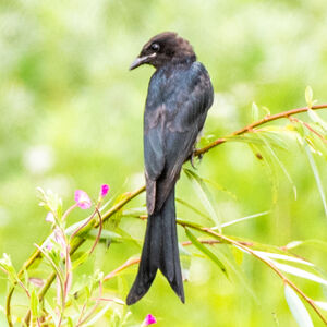 Drongo bronzé