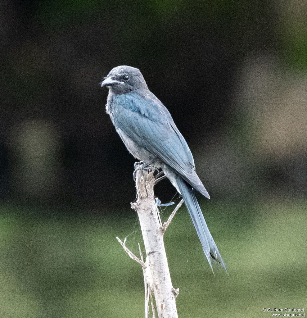 Ashy Drongo, identification, aspect, pigmentation, walking