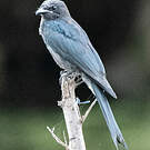 Drongo cendré