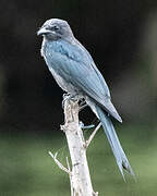 Ashy Drongo