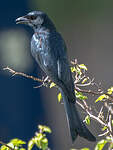 Drongo royal