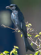 Black Drongo