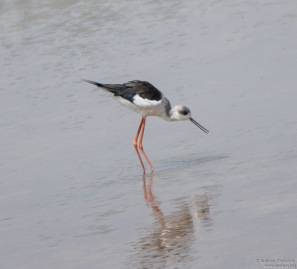 Échasse blanche