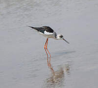 Black-winged Stilt