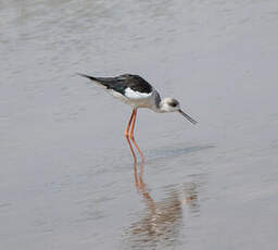 Échasse blanche