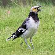 Black-collared Starling