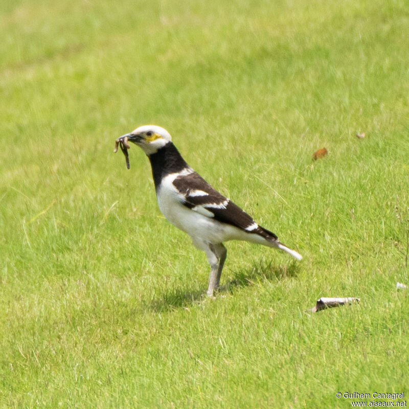 Black-collared Starling, identification, aspect, pigmentation, walking, eats