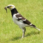 Black-collared Starling