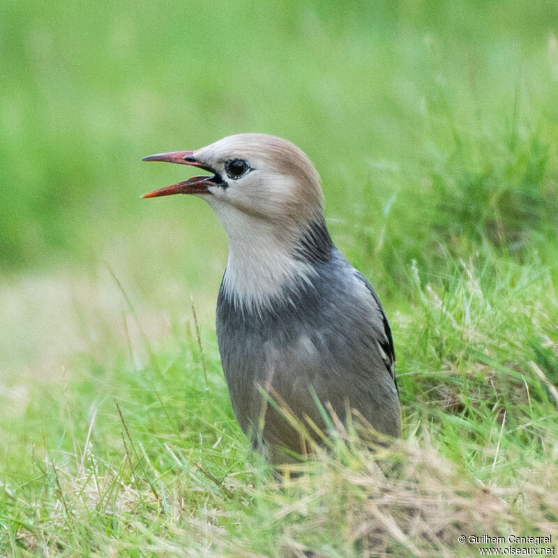 Red-billed Starling male, close-up portrait, aspect, pigmentation, walking