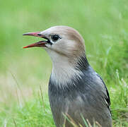 Red-billed Starling