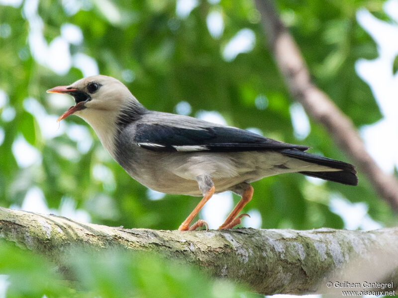 Red-billed Starling male, identification, aspect, pigmentation, walking, song