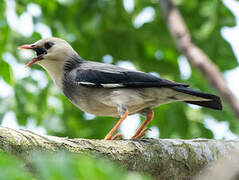 Red-billed Starling