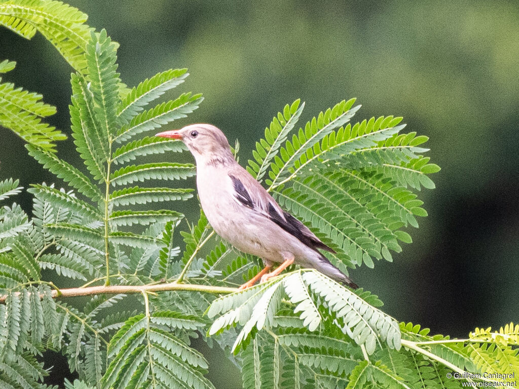 Red-billed Starling female adult, identification, aspect, pigmentation, walking