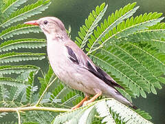 Red-billed Starling