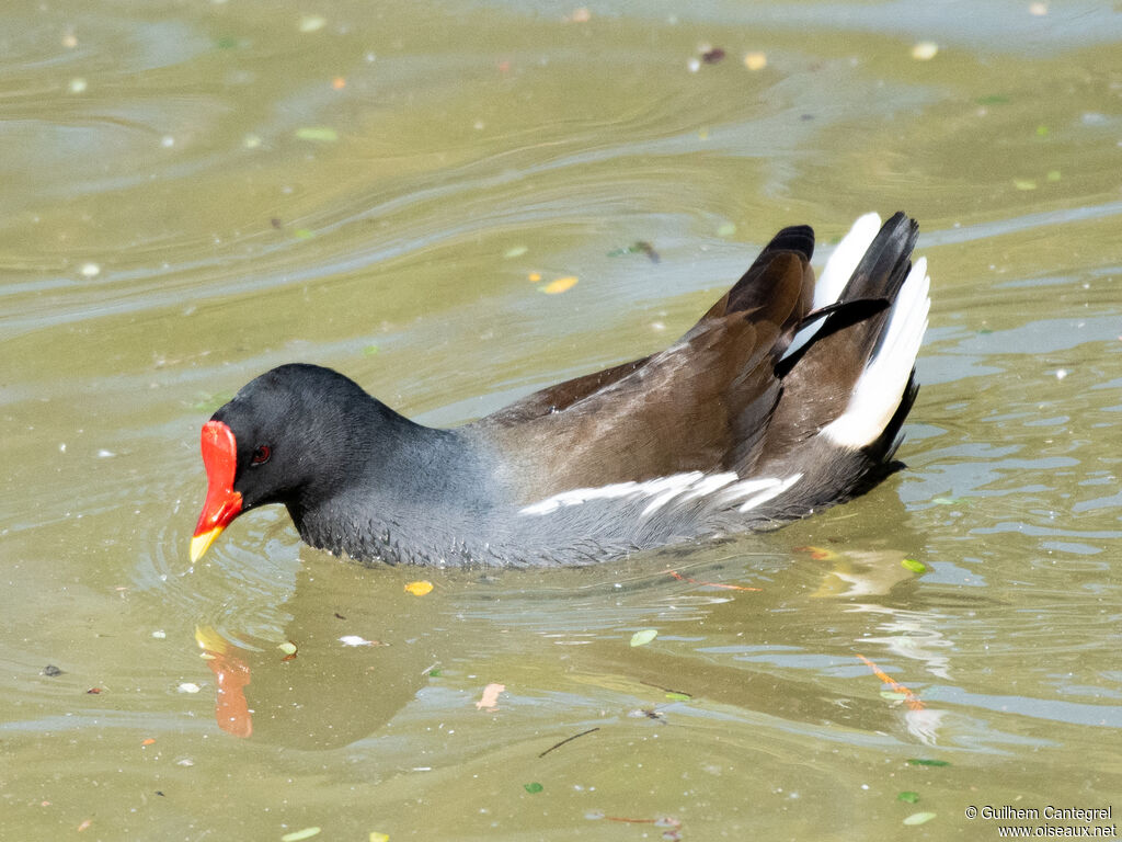 Common Moorhen, identification, aspect, pigmentation, swimming